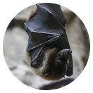 Bats