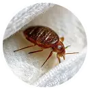 Bed bugs