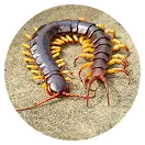 Centipedes & millipedes