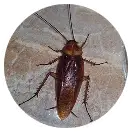 Cockroaches
