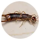 Earwigs