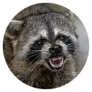 Raccoons