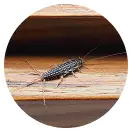 Silverfish
