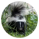 Skunks
