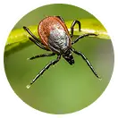Ticks