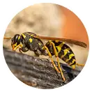 Wasps